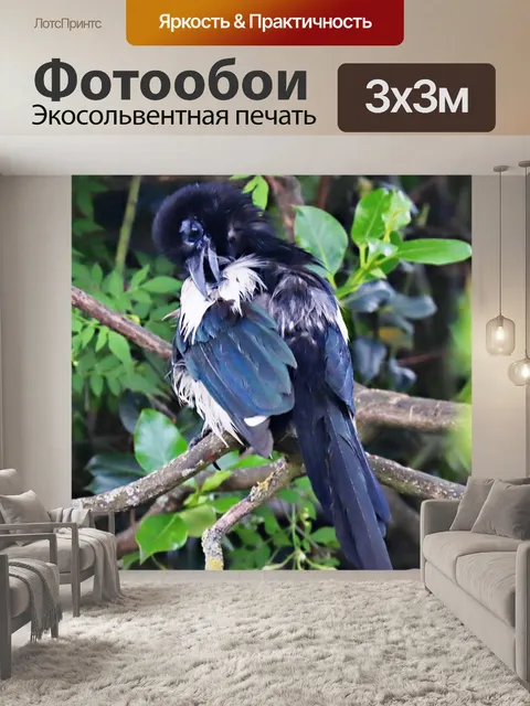 Фотообои Сорока