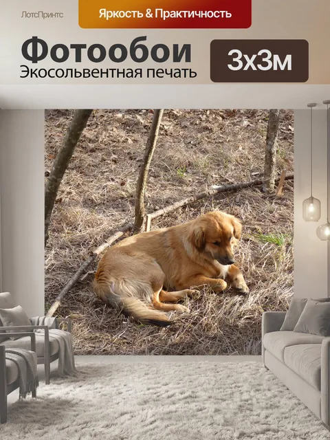 Фотообои Медитативные собаки
