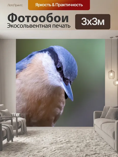 Фотообои Поползень