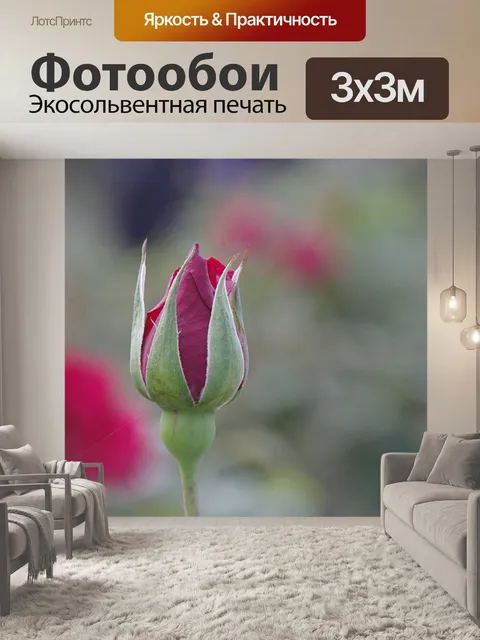 Фотообои Новый розовый бутон розы на зеленом