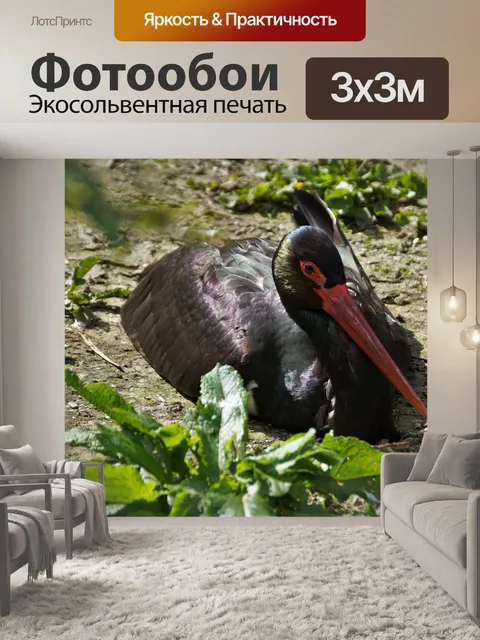 Фотообои Аист