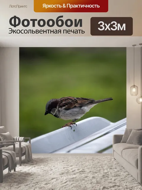 Фотообои Воробей на стуле