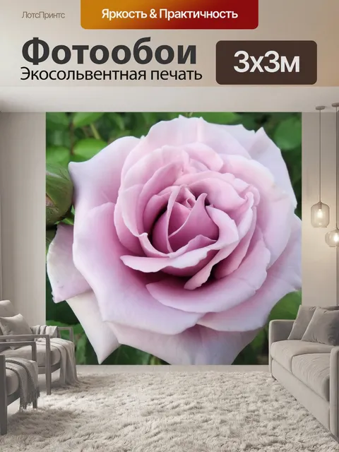 Фотообои Роза