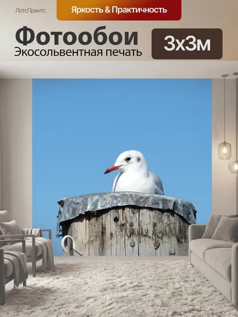 Фотообои Чайка