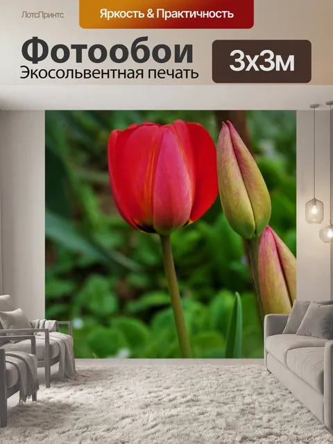 Фотообои Тюльпан