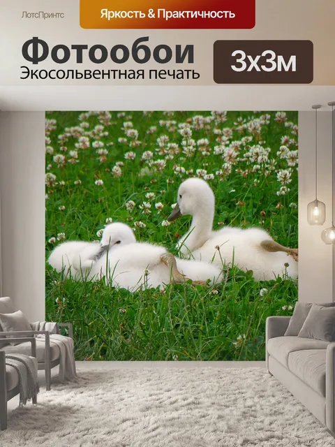 Фотообои Лебеди