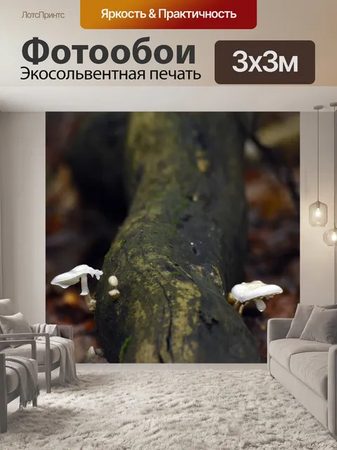 Фотообои Грибы