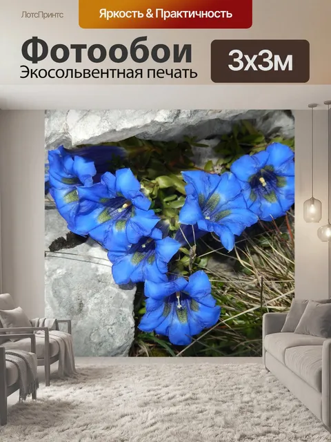 Фотообои Цветы