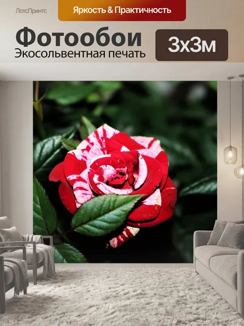 Фотообои Красно-белая миниатюрная роза