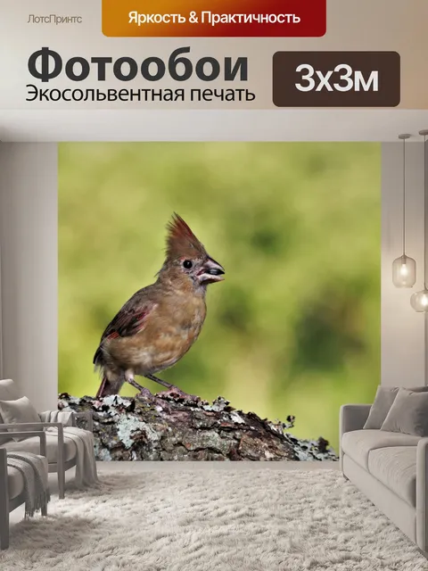 Фотообои Молодой женский кардинал на ветке