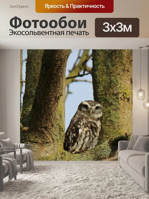 Фотообои Сова