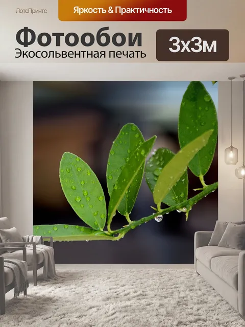 Фотообои Листья с каплями воды