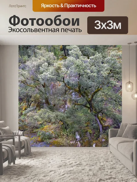 Фотообои деревья