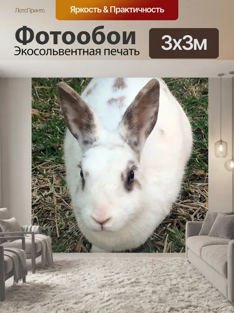 Фотообои Кролик
