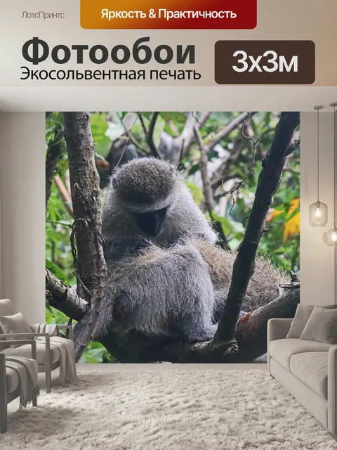 Фотообои обезьяны вервет на деревьях взаимодейств