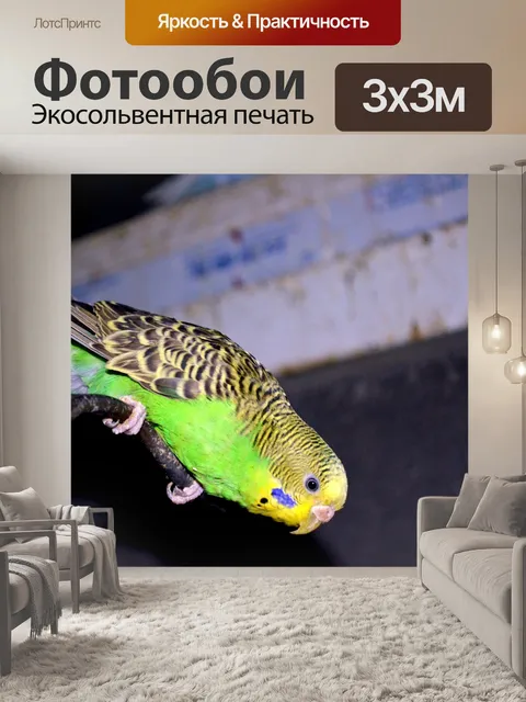 Фотообои Бдительный Попугай