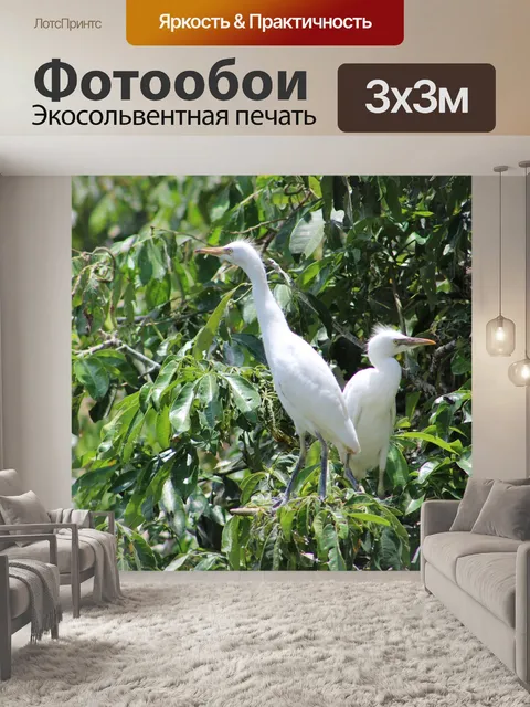 Фотообои Птица