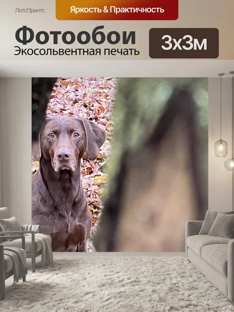 Фотообои Собака