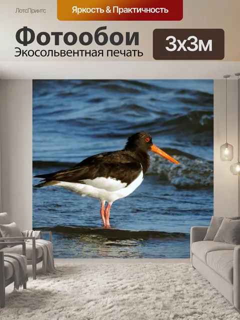 Фотообои Кулик-сорока