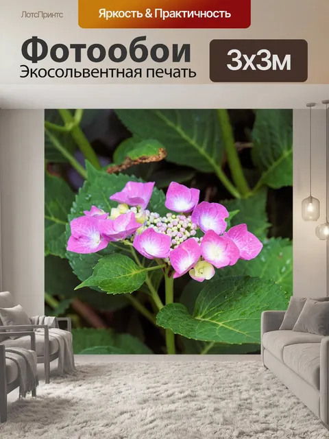 Фотообои Гортензии