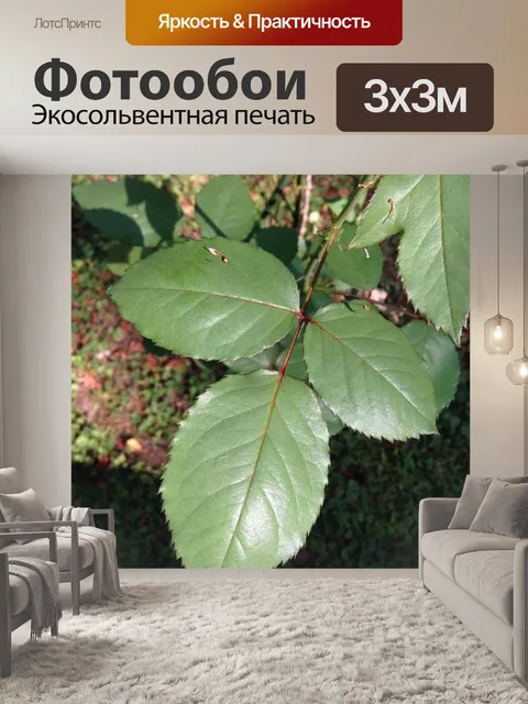 Фотообои Листья розы