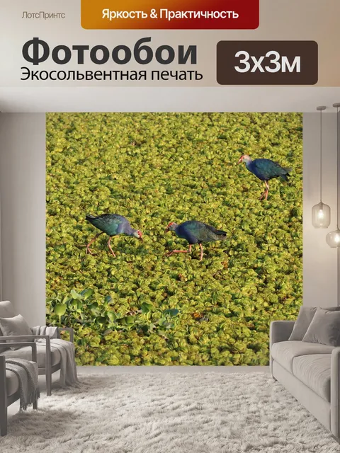 Фотообои Птица