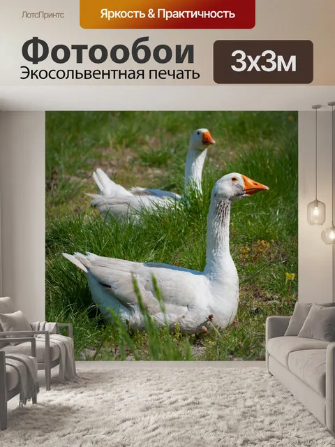 Фотообои Гуси, гусь, птица