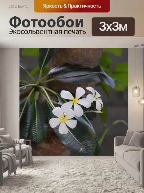Фотообои Франжипани