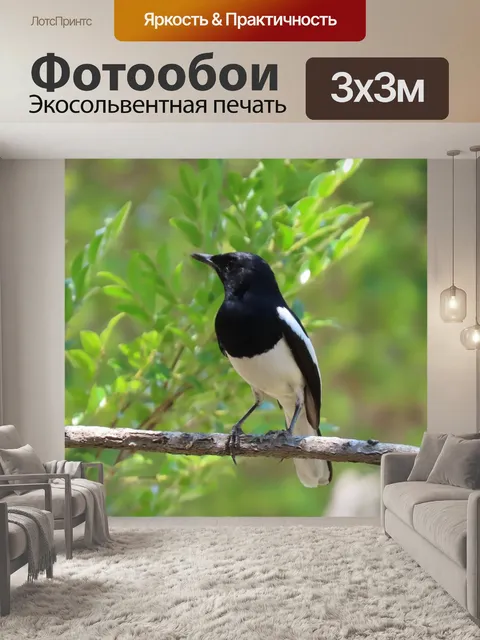 Фотообои Птицы