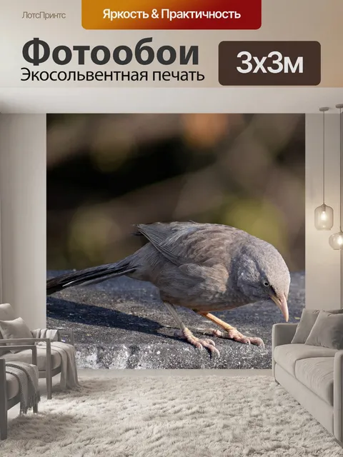 Фотообои Птица