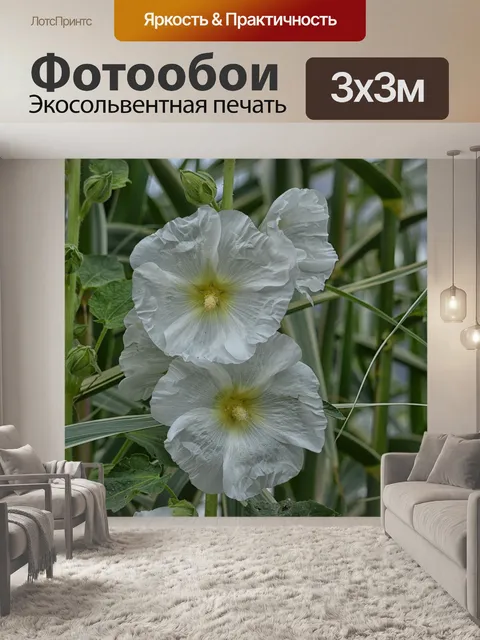 Фотообои Белые мальвы