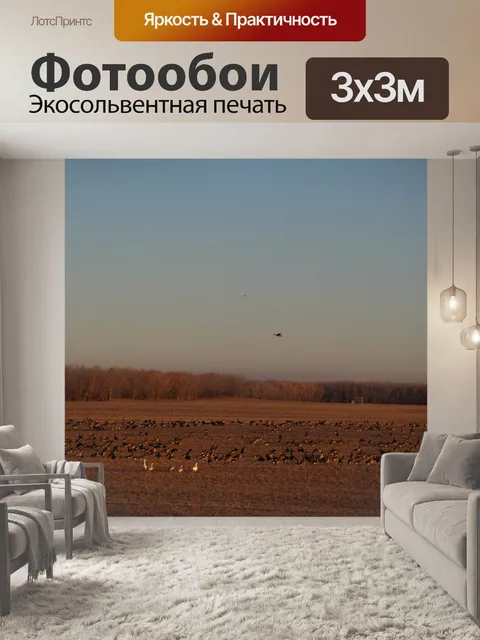 Фотообои Поле, полное канадских гусей