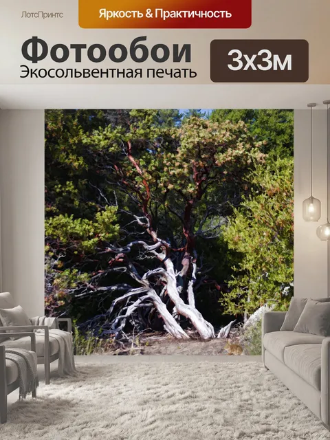 Фотообои деревья