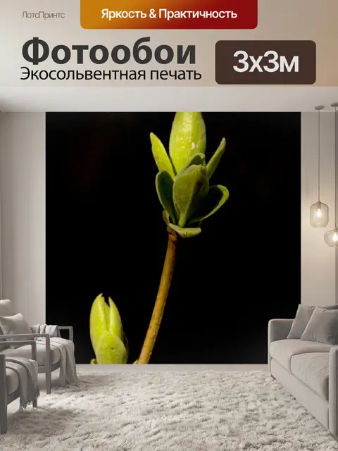 Фотообои Ветка