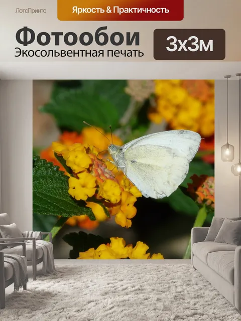 Фотообои Кабриолет роза