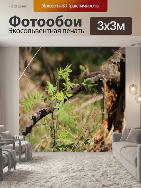 Фотообои Лес