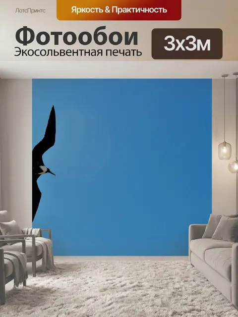 Фотообои Фрегат птица