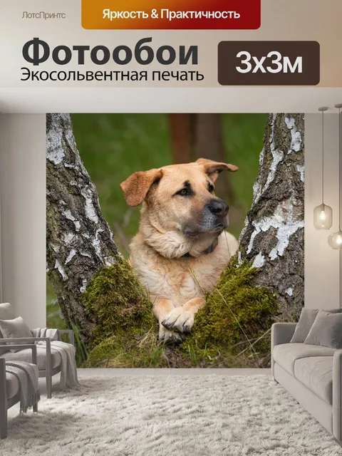 Фотообои Собака