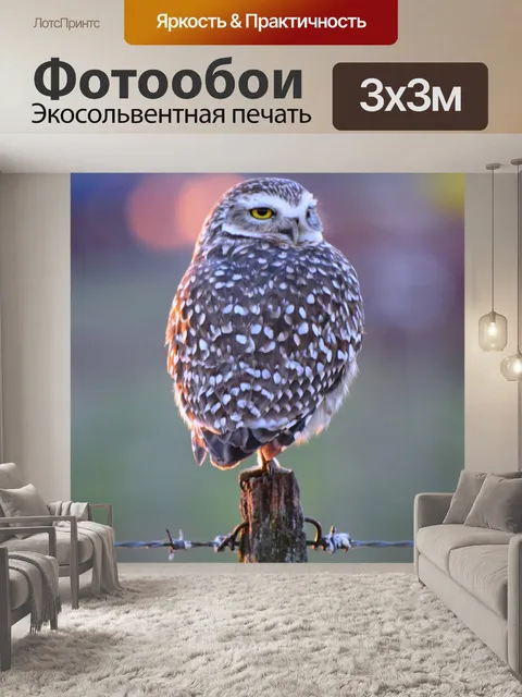 Фотообои Сова