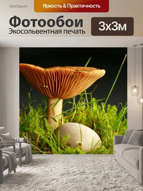 Фотообои Гриб