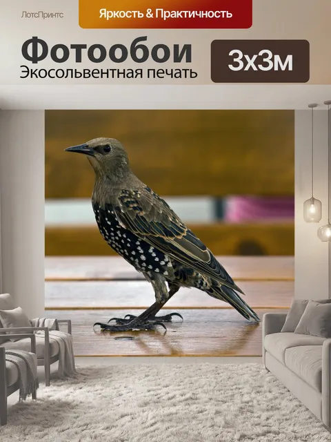 Фотообои Звезда