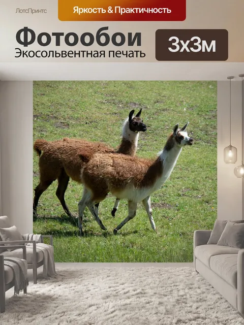 Фотообои Лам