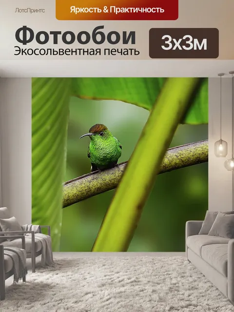 Фотообои Колибри