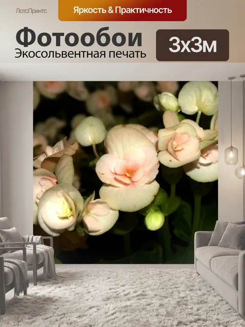 Фотообои Фото цветка орхидеи