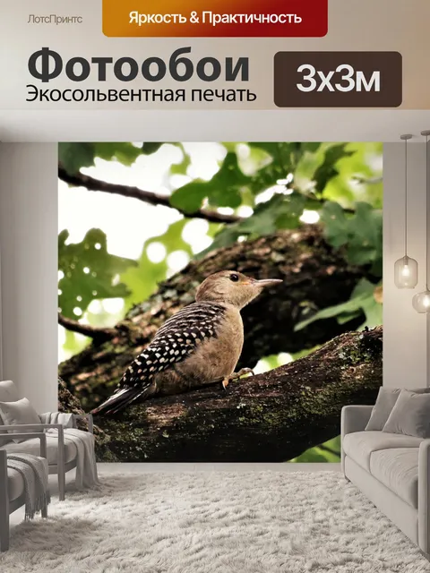 Фотообои Молодой пузатый дятел