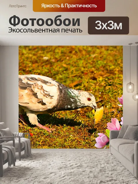 Фотообои Голубь