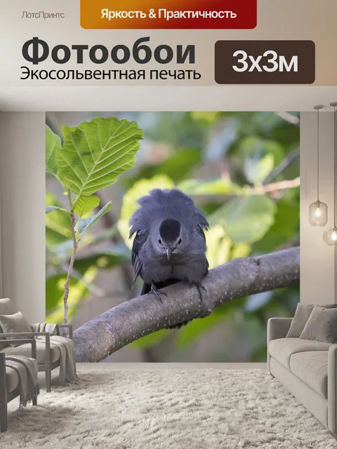 Фотообои Птица