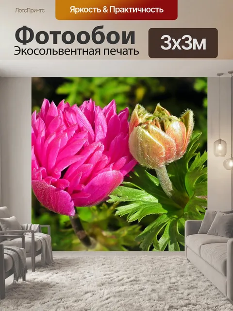 Фотообои Анемоны