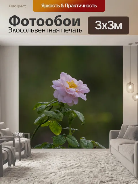 Фотообои Роза