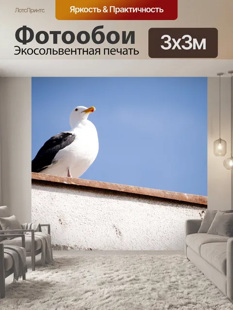 Фотообои Морская чайка